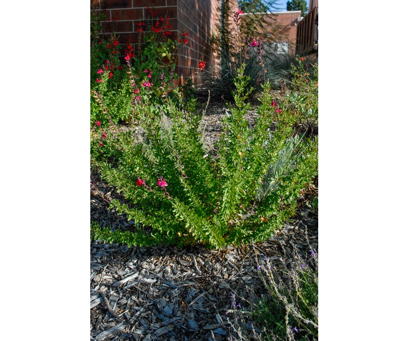 Wild Thing Sage